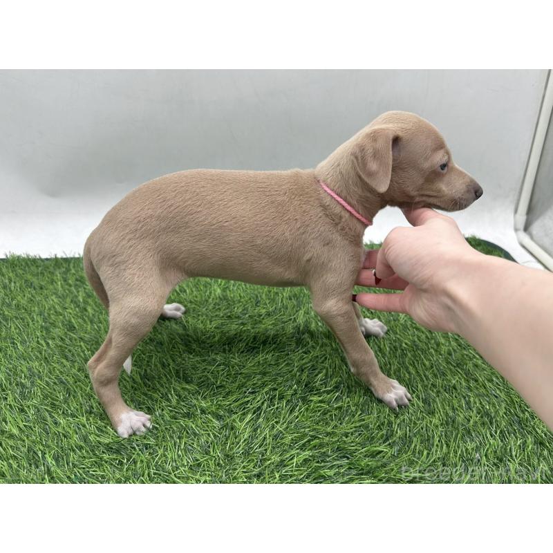 販売中の愛知県のイタリアングレーハウンド(イタグレ)-446575の2枚目