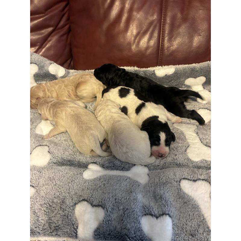 販売中の滋賀県のラブラドゥードル:ラブラドールレトリーバー×プードル-446580の2枚目