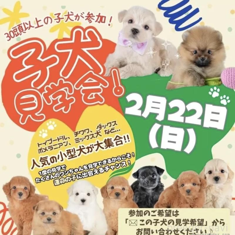 販売中の栃木県のトイプードル-437672の3枚目