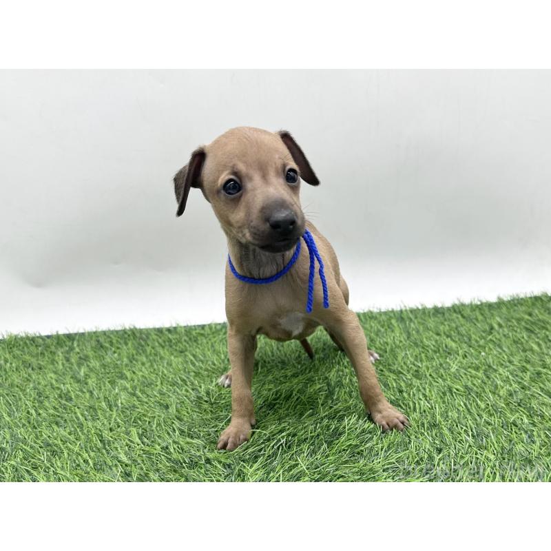 販売中の愛知県のイタリアングレーハウンド(イタグレ)-446577