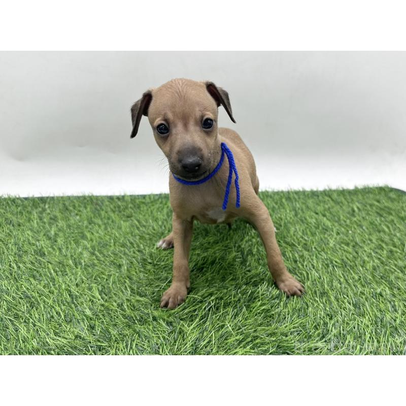 販売中の愛知県のイタリアングレーハウンド(イタグレ)-446577の6枚目