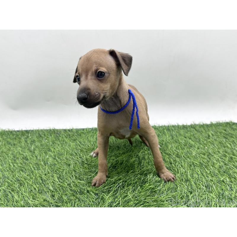 販売中の愛知県のイタリアングレーハウンド(イタグレ)-446577の5枚目