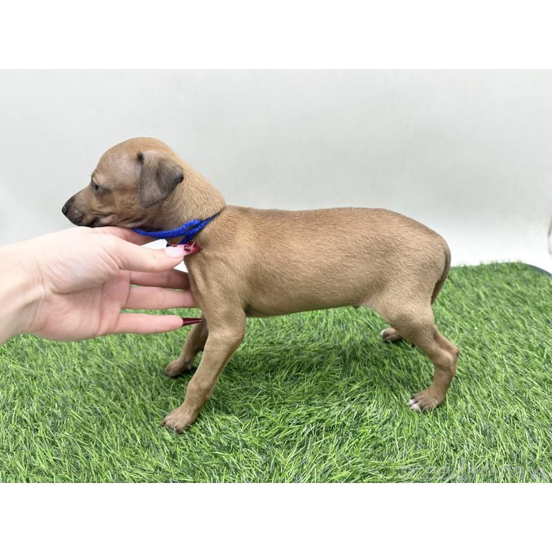 販売中の愛知県のイタリアングレーハウンド(イタグレ)-446577の4枚目