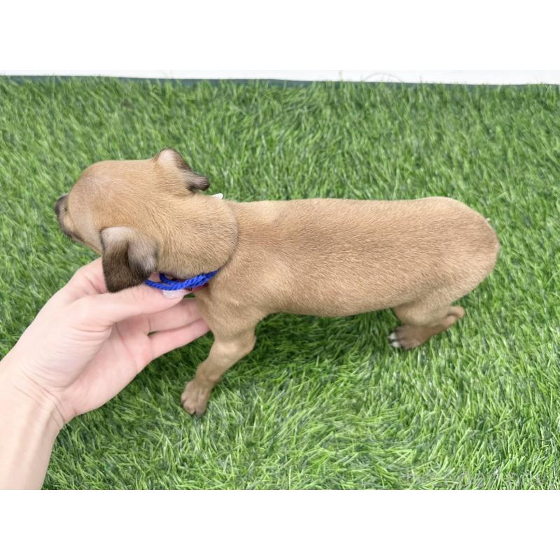 販売中の愛知県のイタリアングレーハウンド(イタグレ)-446577の3枚目