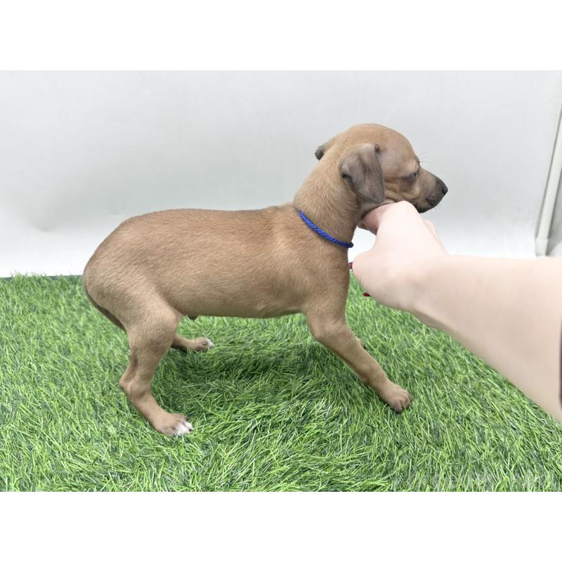 販売中の愛知県のイタリアングレーハウンド(イタグレ)-446577の2枚目