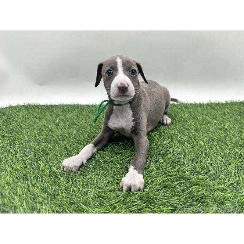 販売中の愛知県のイタリアングレーハウンド(イタグレ)-446581