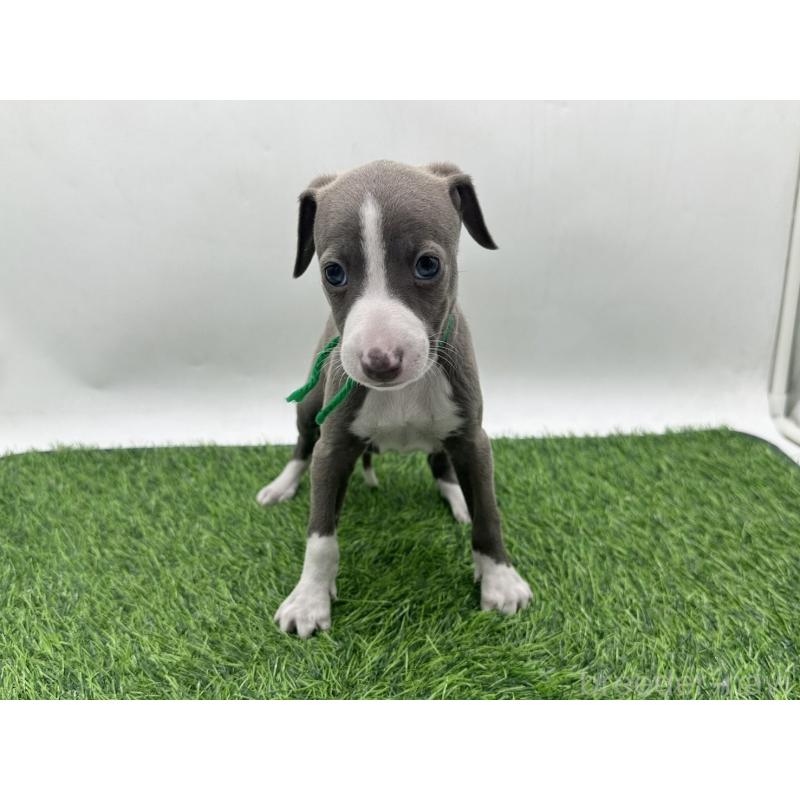 販売中の愛知県のイタリアングレーハウンド(イタグレ)-446581の6枚目