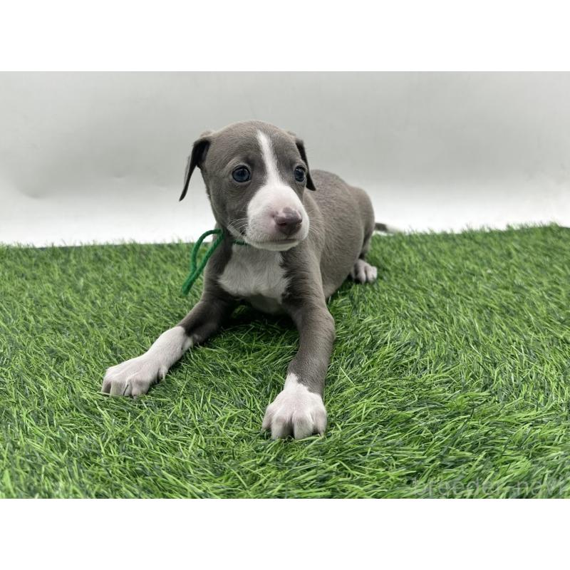 販売中の愛知県のイタリアングレーハウンド(イタグレ)-446581の5枚目