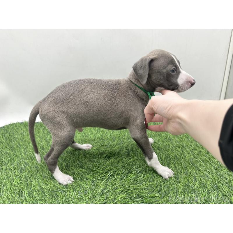 販売中の愛知県のイタリアングレーハウンド(イタグレ)-446581の3枚目