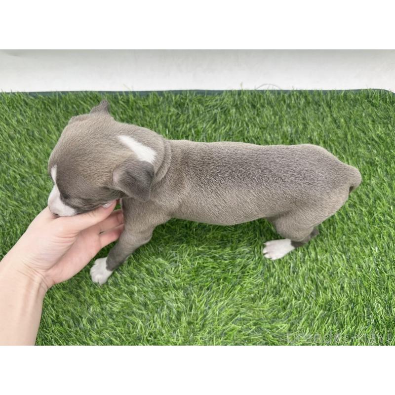 販売中の愛知県のイタリアングレーハウンド(イタグレ)-446581の4枚目