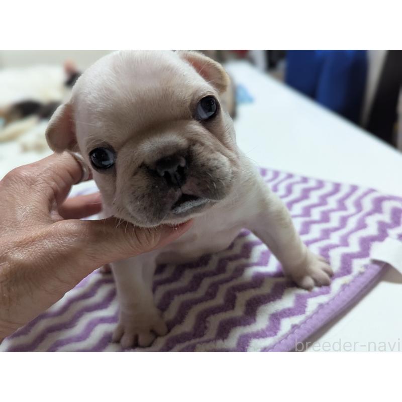 販売中の愛知県のフレンチブルドッグ-446586の3枚目