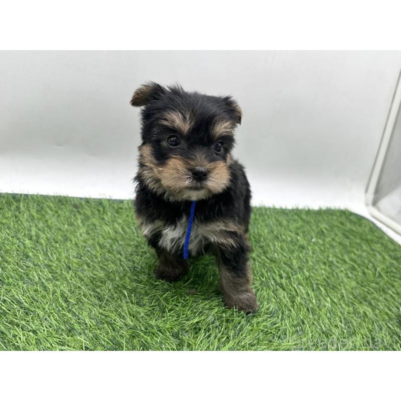 販売中の愛知県のヨークシャーテリア-446585の7枚目