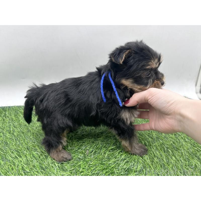 販売中の愛知県のヨークシャーテリア-446585の6枚目