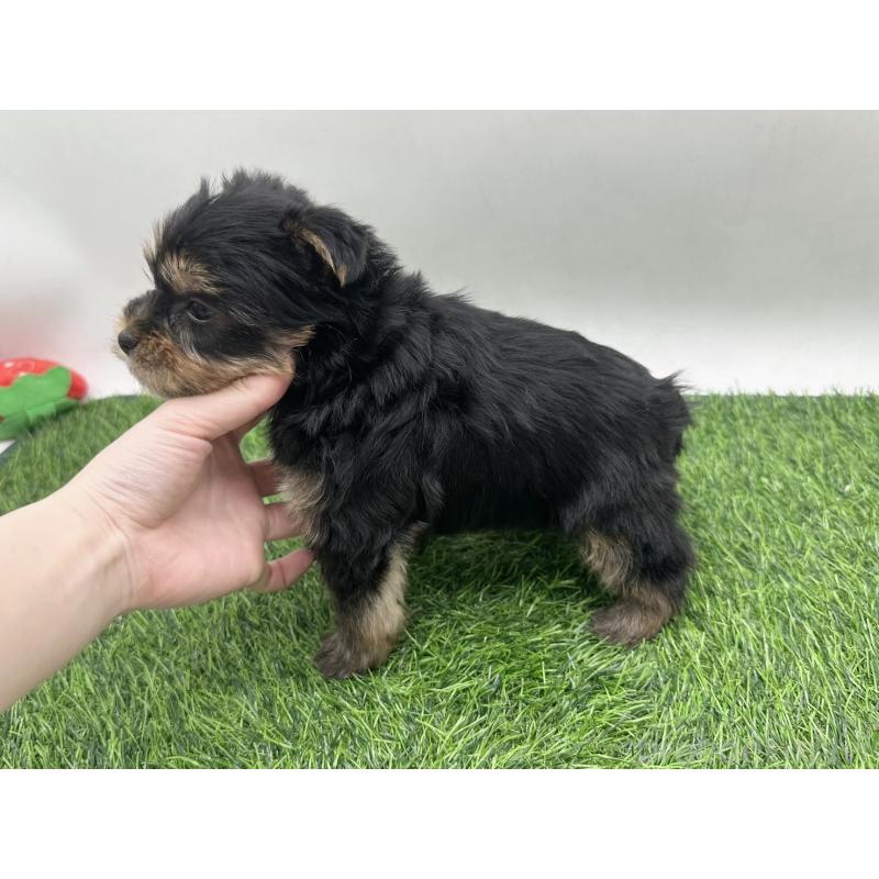 販売中の愛知県のヨークシャーテリア-446585の4枚目