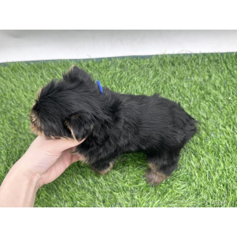 販売中の愛知県のヨークシャーテリア-446585の5枚目