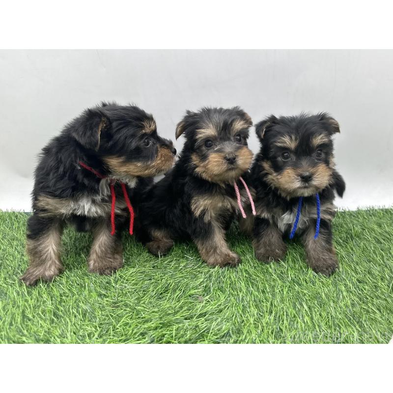 販売中の愛知県のヨークシャーテリア-446585の2枚目
