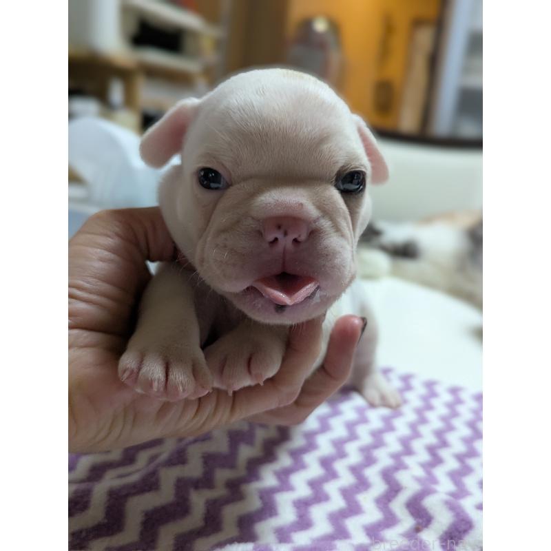 販売中の愛知県のフレンチブルドッグ-446587の4枚目