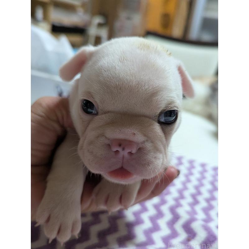 販売中の愛知県のフレンチブルドッグ-446587の3枚目