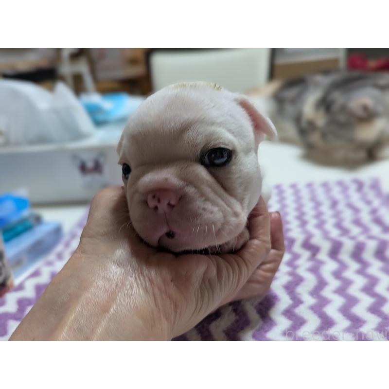 販売中の愛知県のフレンチブルドッグ-446587の2枚目