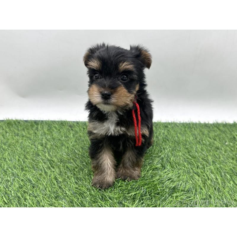 販売中の愛知県のヨークシャーテリア-446588