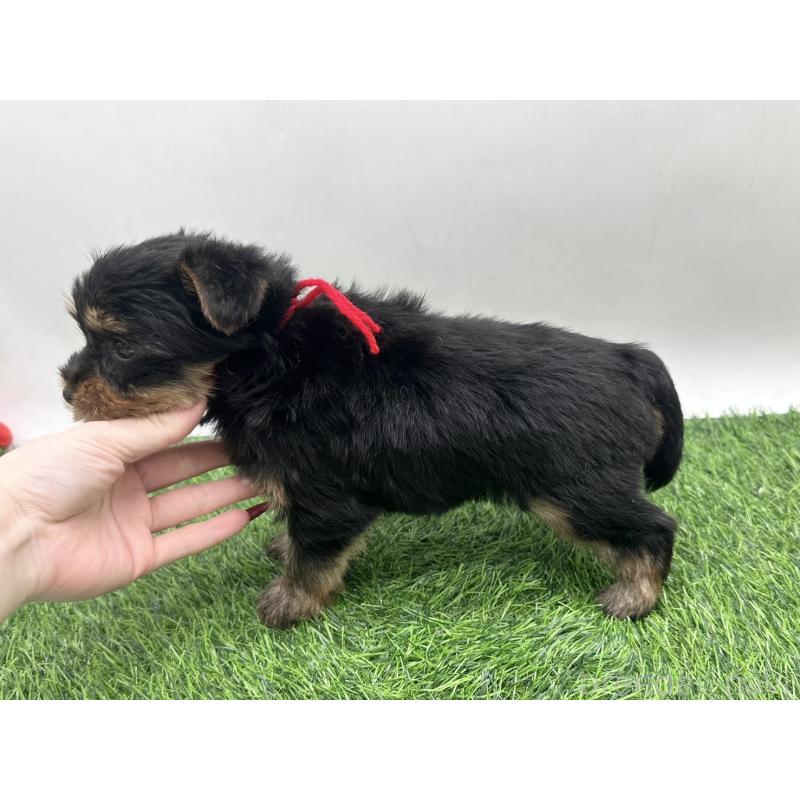 販売中の愛知県のヨークシャーテリア-446588の6枚目