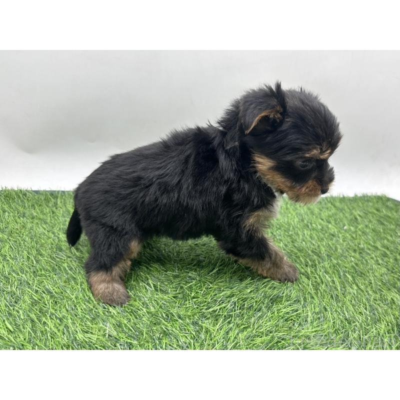 販売中の愛知県のヨークシャーテリア-446588の4枚目