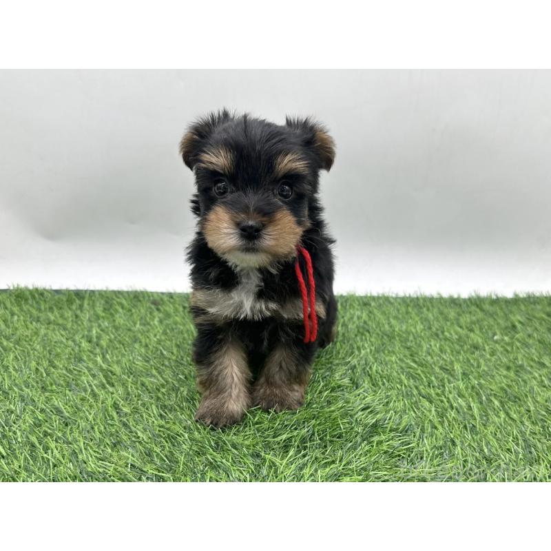 販売中の愛知県のヨークシャーテリア-446588の3枚目