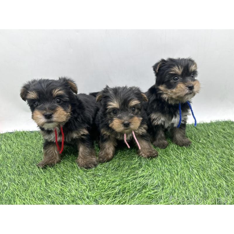 販売中の愛知県のヨークシャーテリア-446588の2枚目