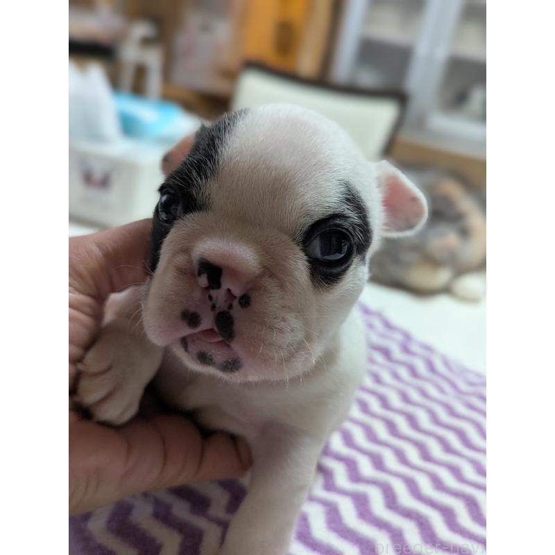 販売中の愛知県のフレンチブルドッグ-446589の4枚目