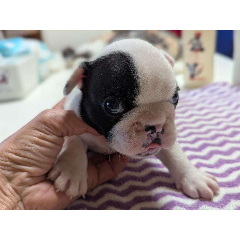 販売中の愛知県のフレンチブルドッグ-446589の3枚目