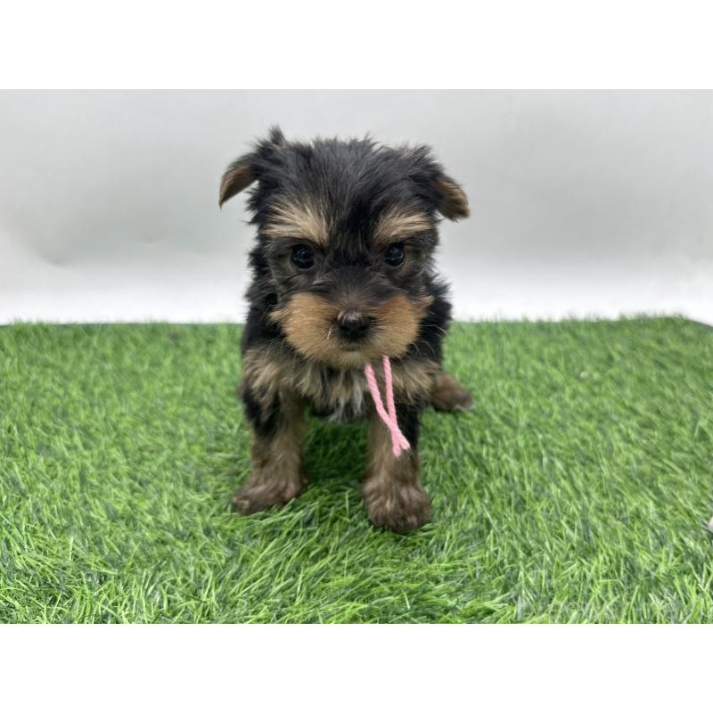 販売中の愛知県のヨークシャーテリア-446590の6枚目