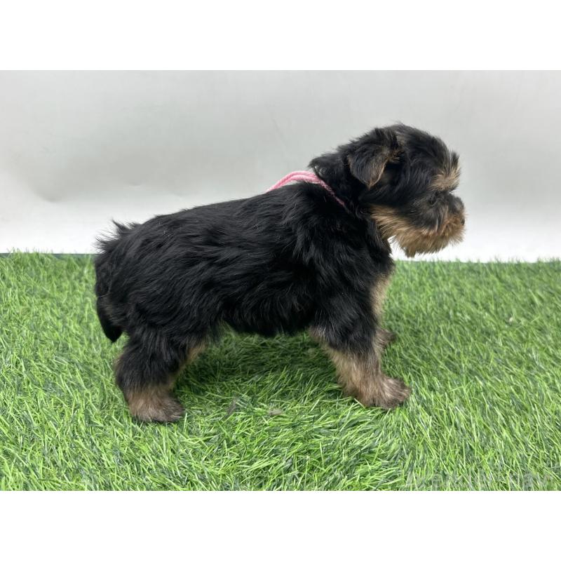 販売中の愛知県のヨークシャーテリア-446590の5枚目