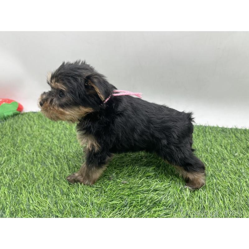 販売中の愛知県のヨークシャーテリア-446590の4枚目