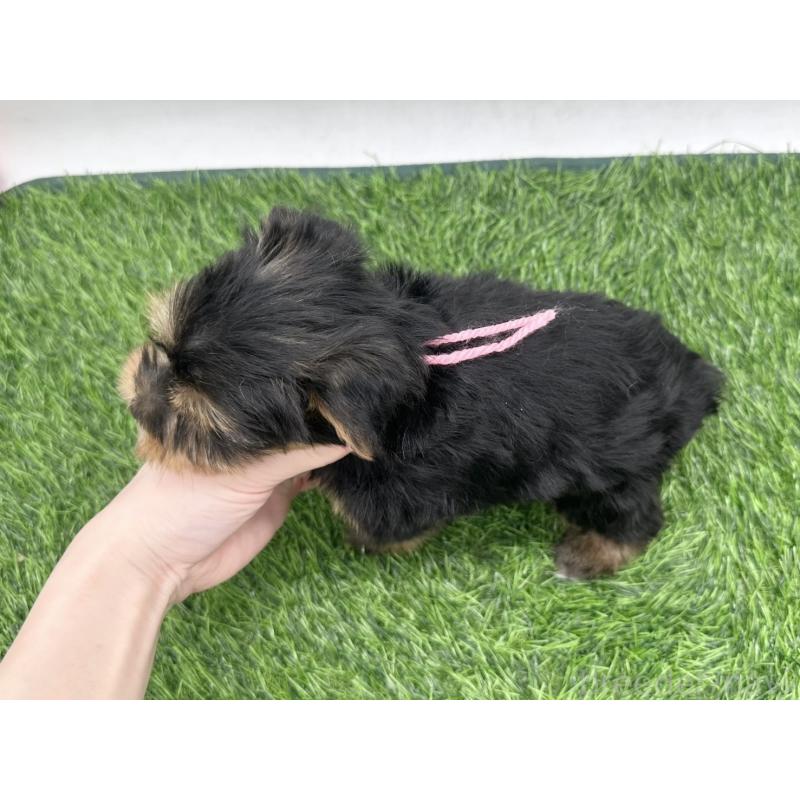 販売中の愛知県のヨークシャーテリア-446590の3枚目