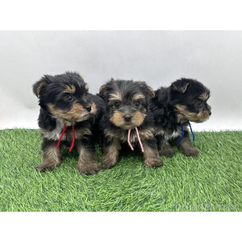 販売中の愛知県のヨークシャーテリア-446590の2枚目