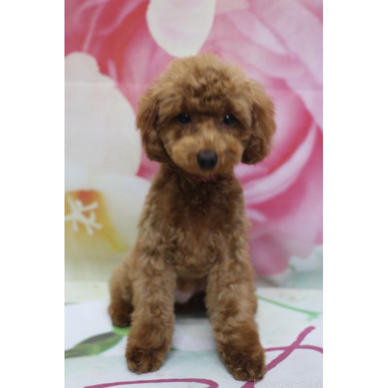 商談中の千葉県のトイプードル-428806の5枚目