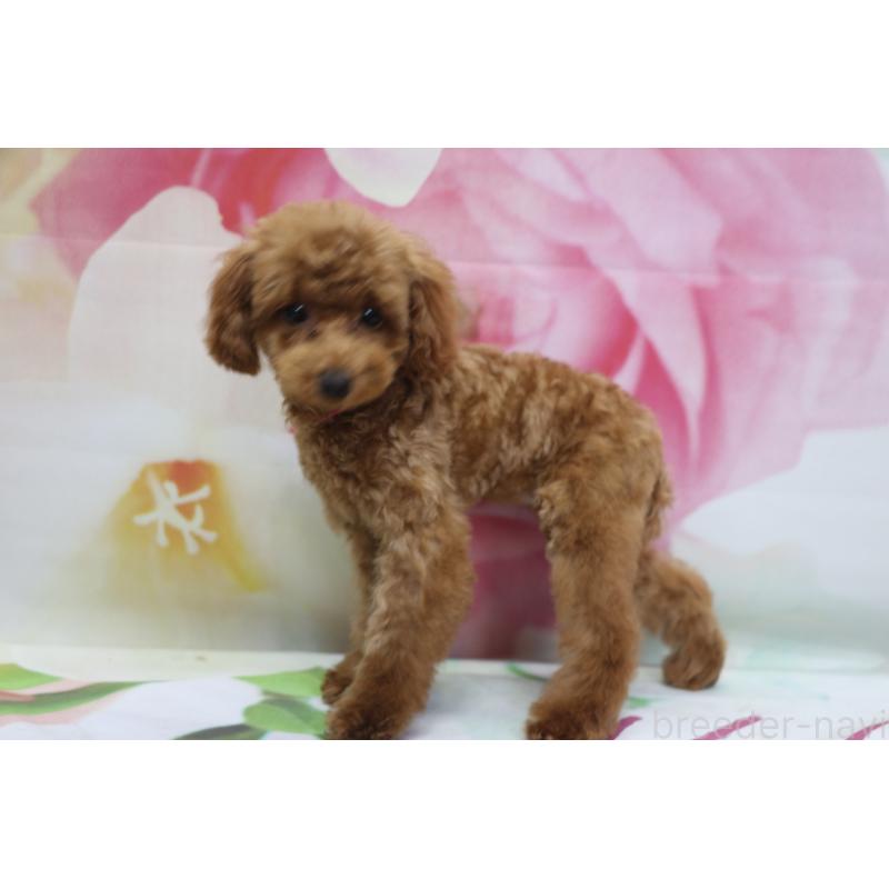 商談中の千葉県のトイプードル-428806の4枚目