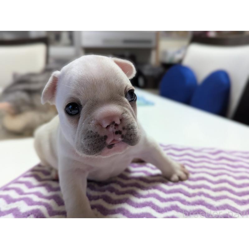 販売中の愛知県のフレンチブルドッグ-446591の4枚目
