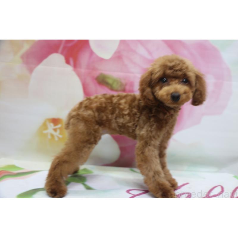 商談中の千葉県のトイプードル-428806の3枚目