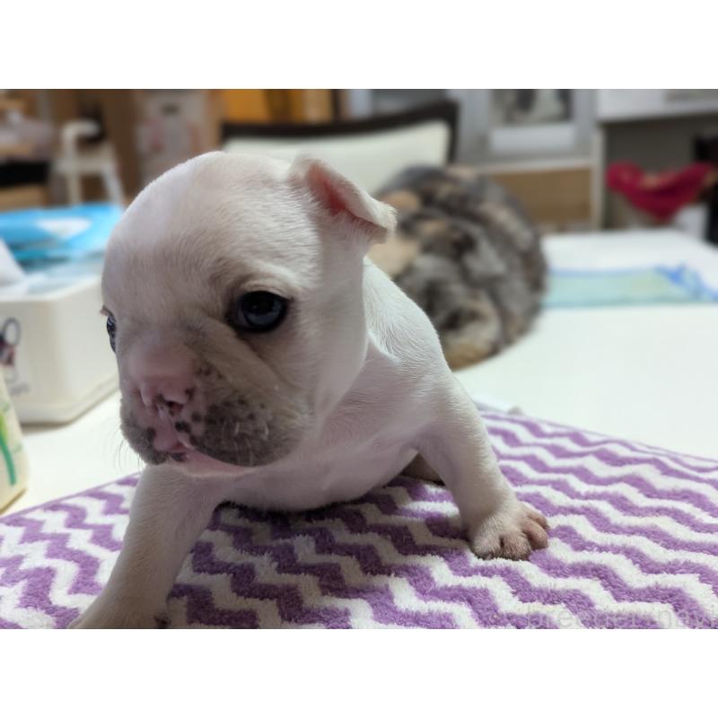 販売中の愛知県のフレンチブルドッグ-446591の2枚目