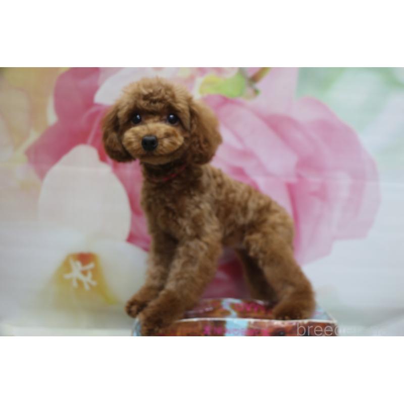 商談中の千葉県のトイプードル-428806の2枚目