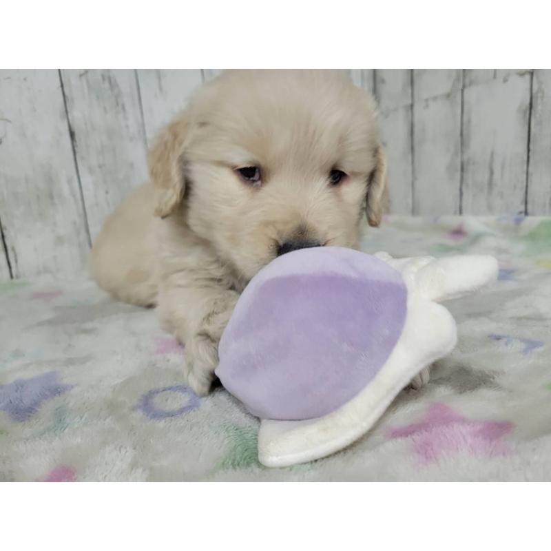 販売中の三重県のゴールデンレトリーバー-446592の5枚目