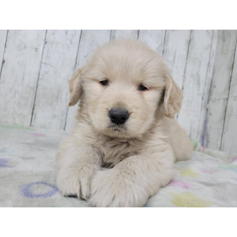 販売中の三重県のゴールデンレトリーバー-446592の4枚目