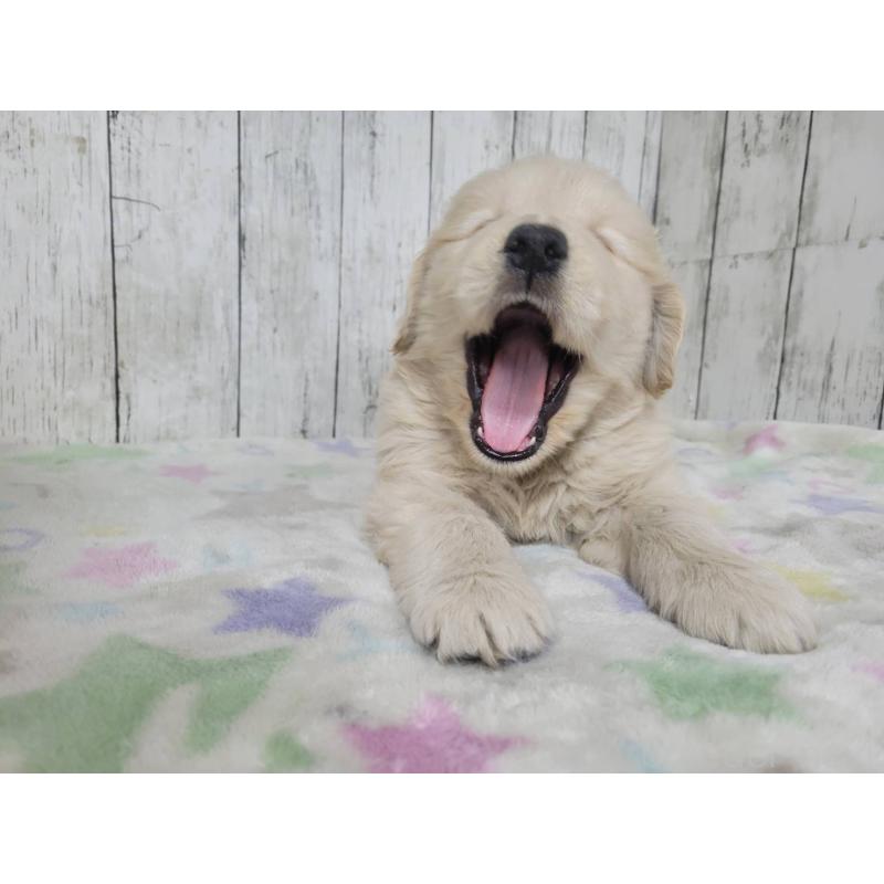 販売中の三重県のゴールデンレトリーバー-446592の3枚目