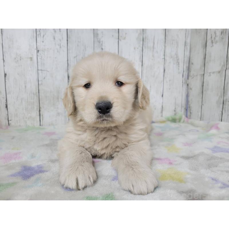 販売中の三重県のゴールデンレトリーバー-446592の2枚目