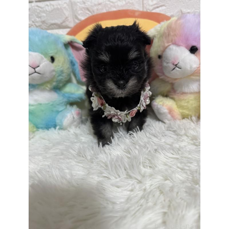 販売中の埼玉県のポメマル:ポメラニアン×マルチーズ-446597の6枚目