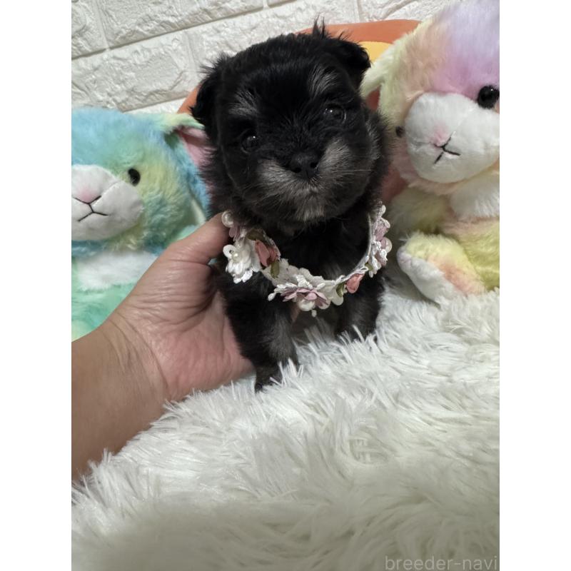 販売中の埼玉県のポメマル:ポメラニアン×マルチーズ-446597の5枚目