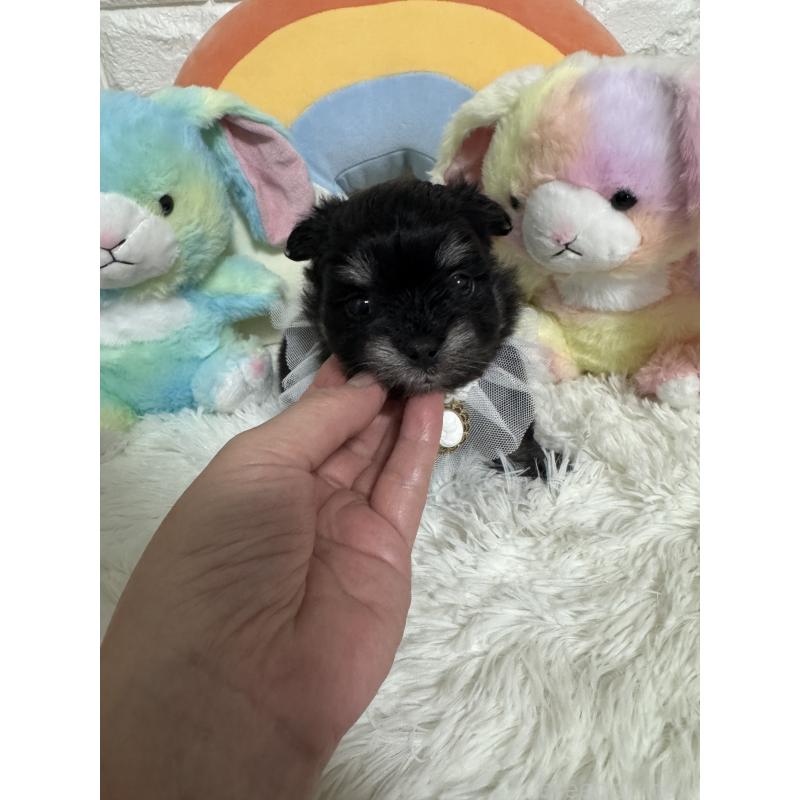 販売中の埼玉県のポメマル:ポメラニアン×マルチーズ-446597の4枚目