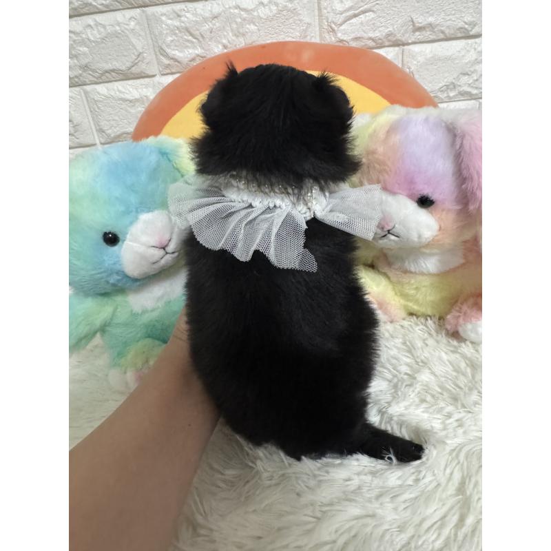 販売中の埼玉県のポメマル:ポメラニアン×マルチーズ-446597の2枚目