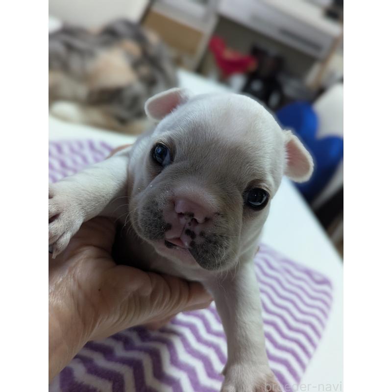 販売中の愛知県のフレンチブルドッグ-446594の4枚目